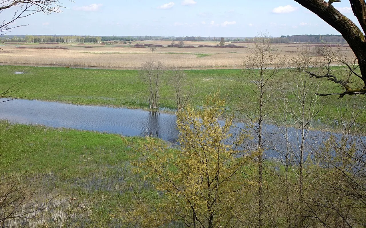 Wody Biebrzy wśród podmokłych łąk, widok z Góry Skobla