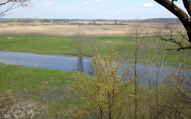 Wody Biebrzy wśród podmokłych łąk, widok z Góry Skobla